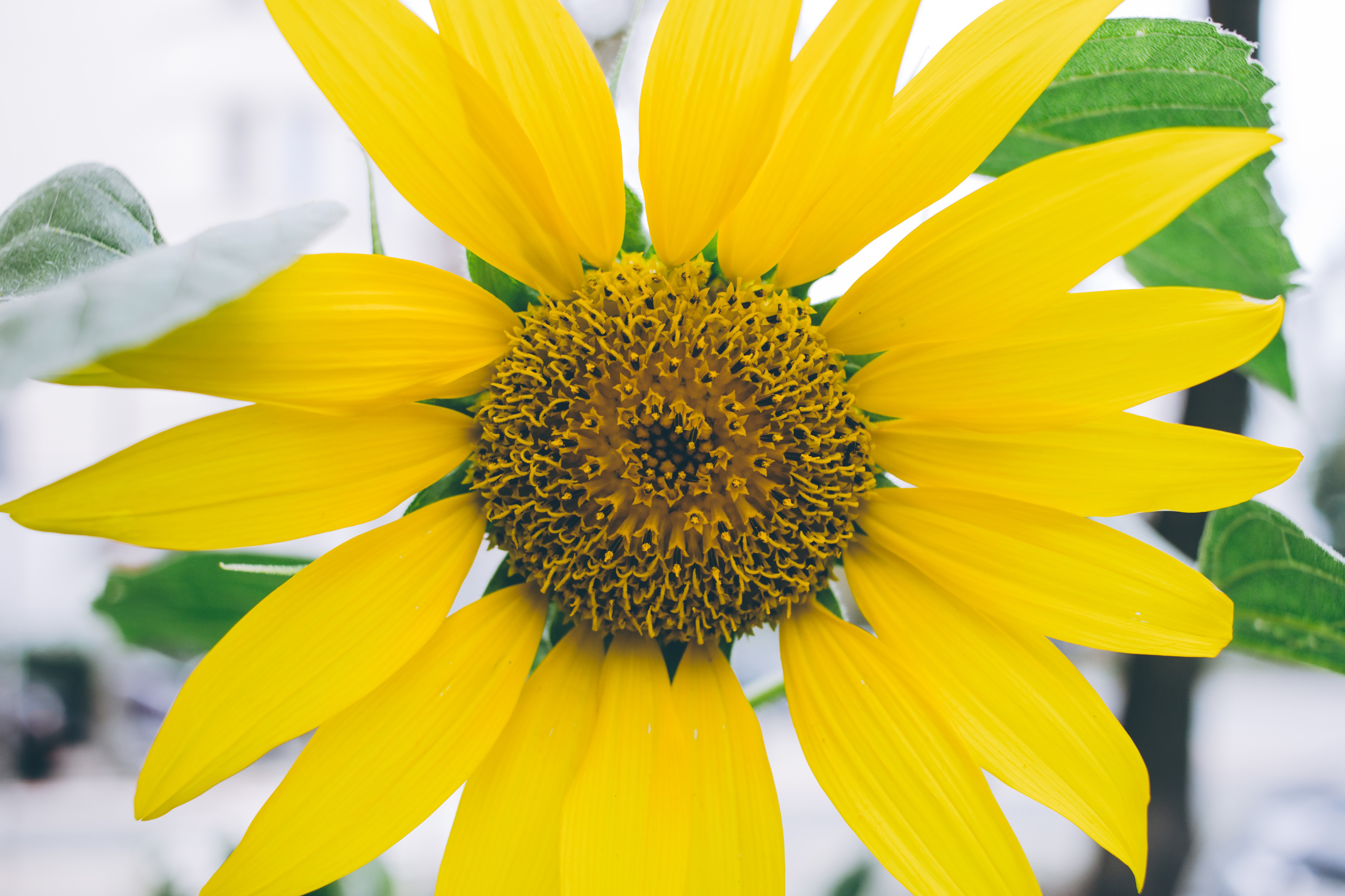 Sunflower 2 Freestocks Org Free Stock Photo