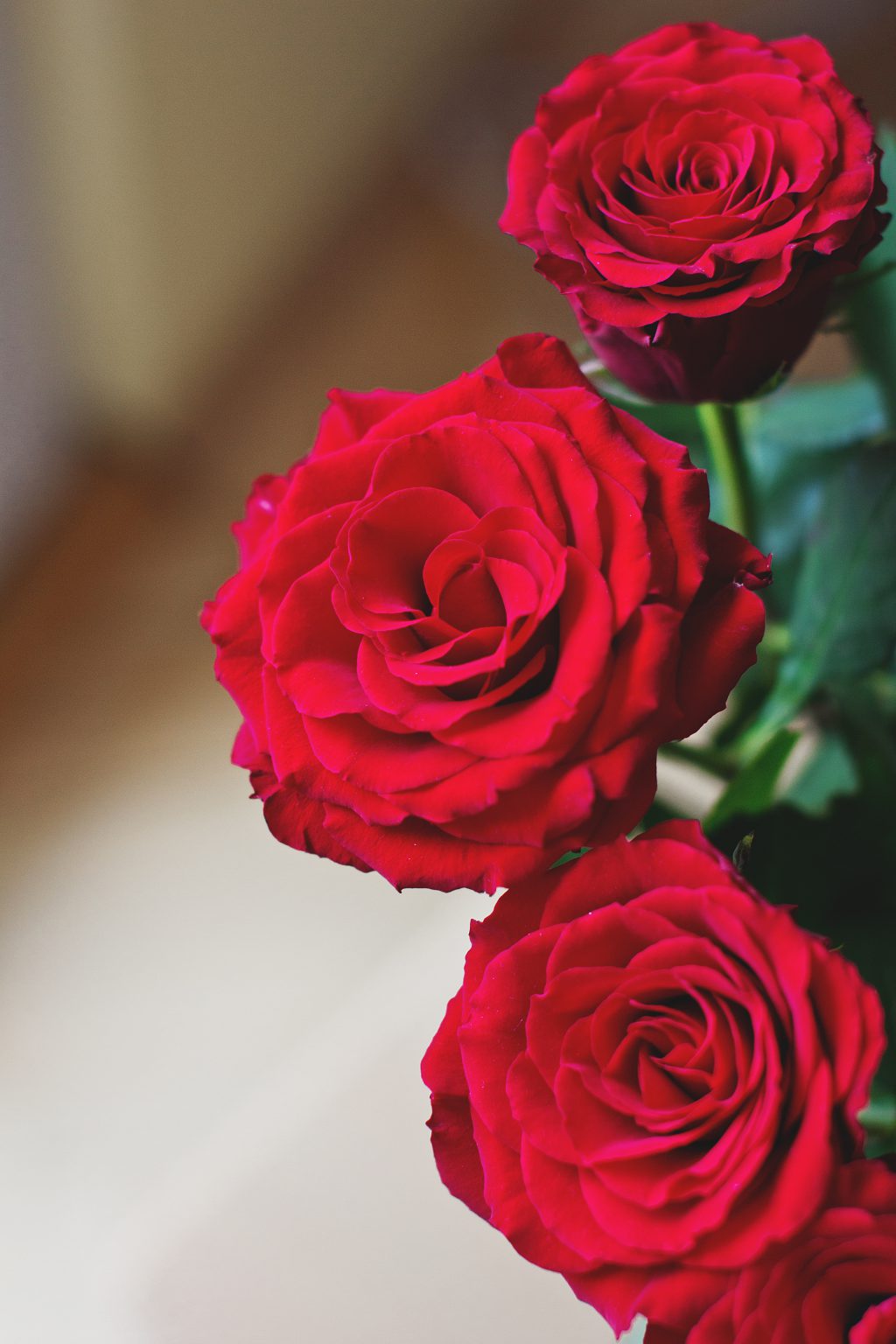 Red roses - free stock photo