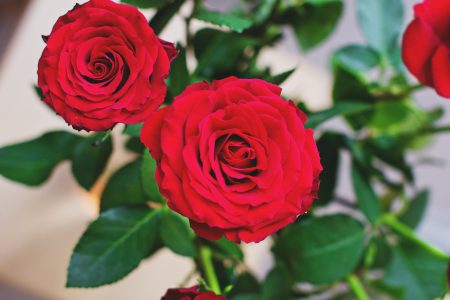 Roses - free stock photo