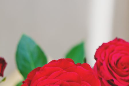 Dutch roses - free stock photo