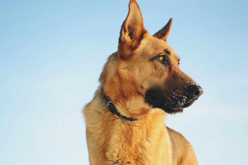 German shepherd - free stock photo