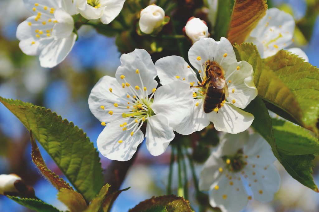 Bee on a flower - free stock photo