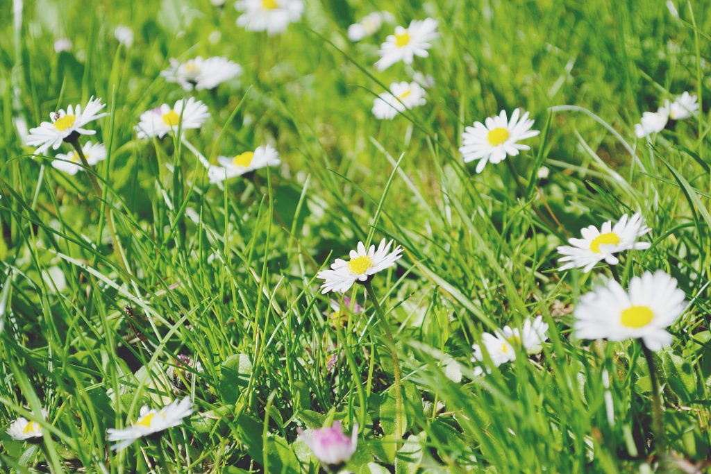 Daisies - free stock photo