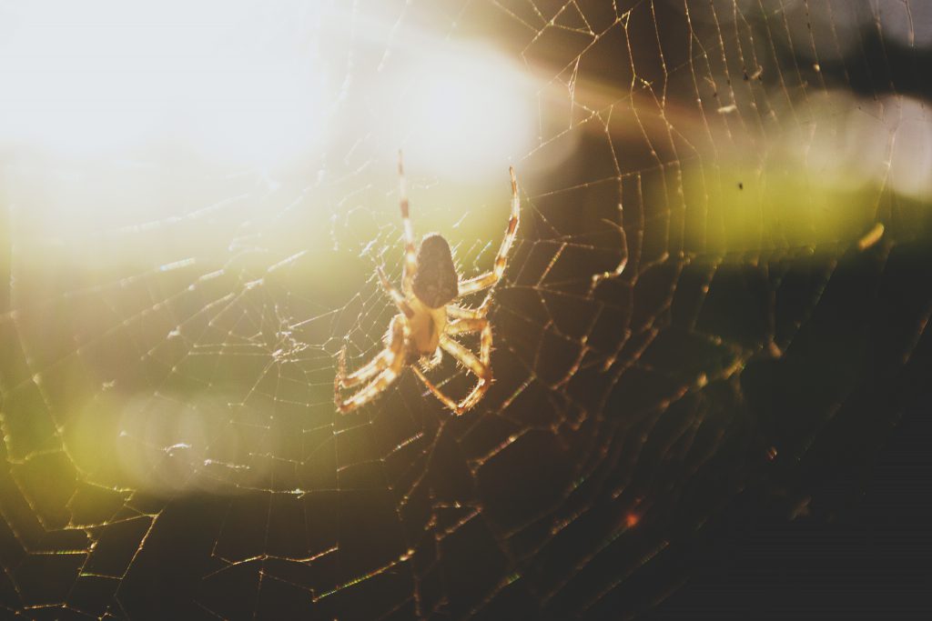 Spider - free stock photo