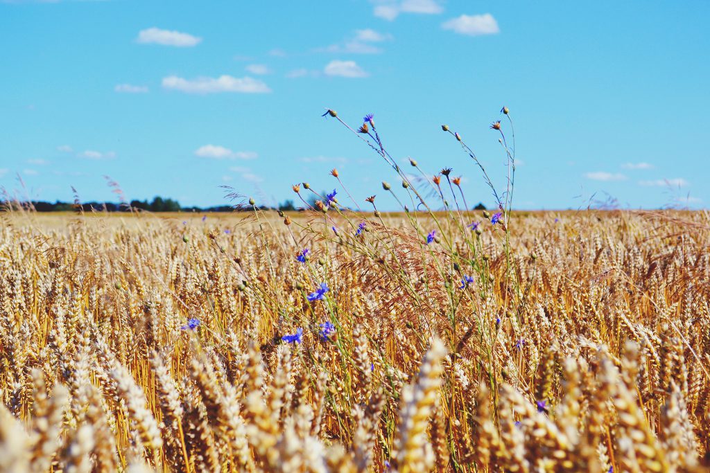 Wheat Field - free stock photo