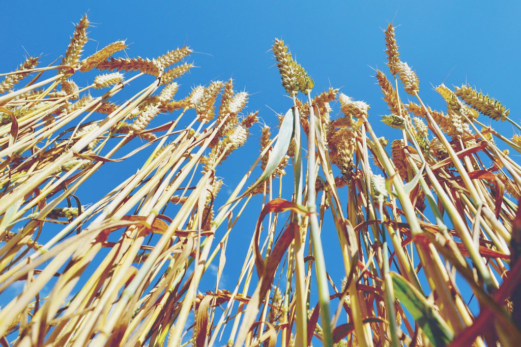 Wheat under the blue sky - free stock photo