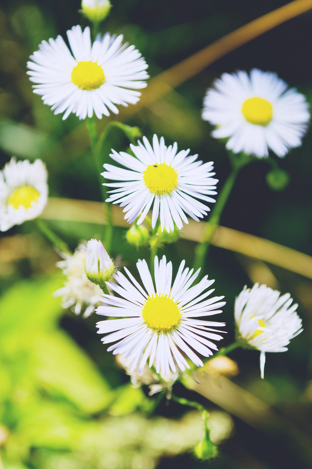 White flowers - free stock photo