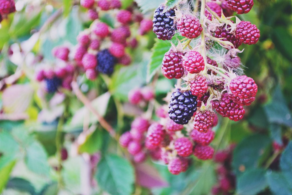 Blackberries - free stock photo