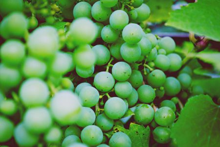 Green Grapes - free stock photo