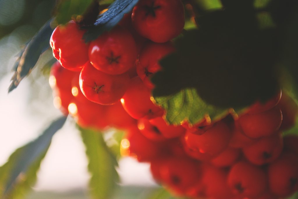 Red rowan - free stock photo