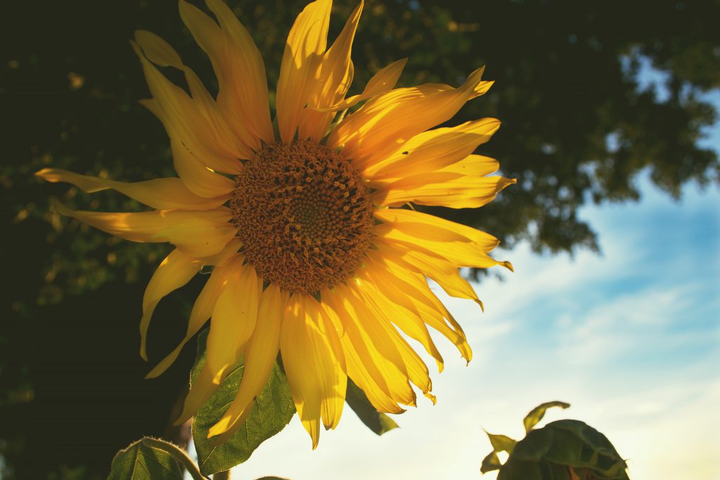 Sunflower - free stock photo