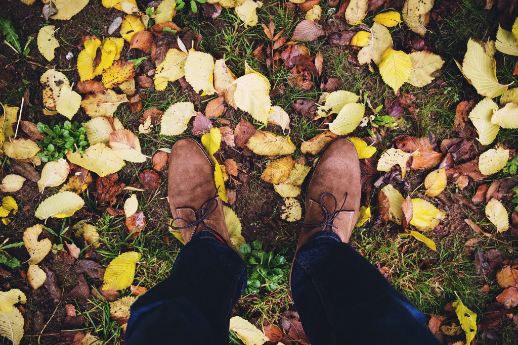 Autumn - free stock photo