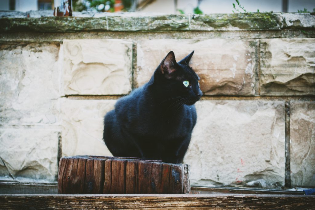 Black cat - free stock photo