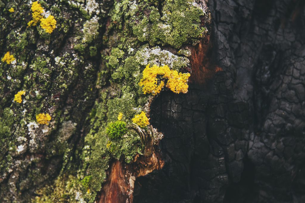 Burnt tree - free stock photo