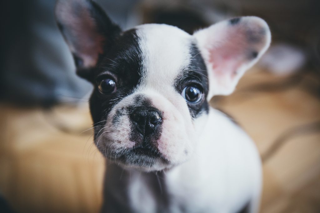 French Bulldog puppy - free stock photo