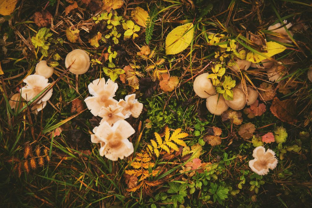 Mushrooms - free stock photo