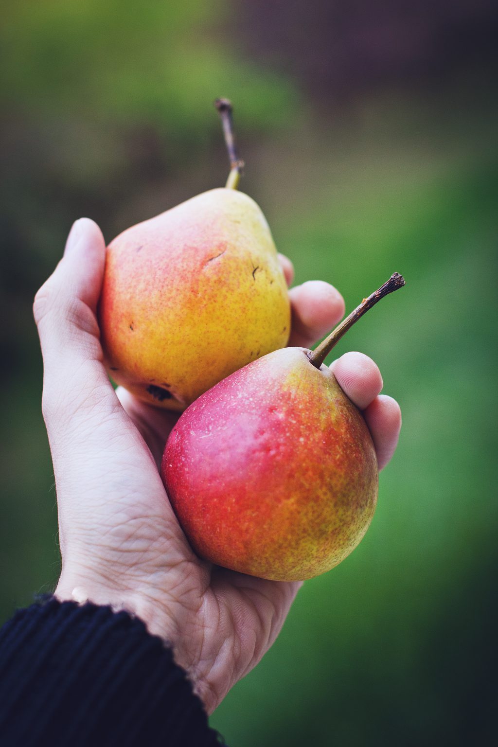 Hand holding pears - free stock photo