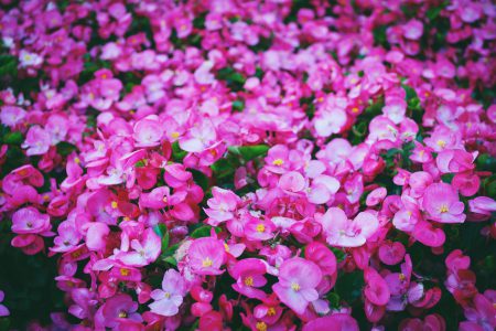Pink flowers - free stock photo
