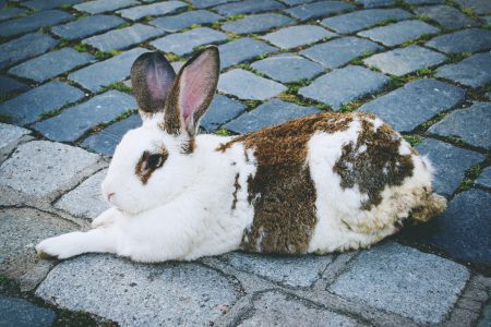 Rabbit - free stock photo