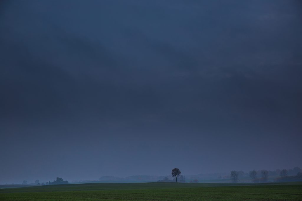 Tree - free stock photo