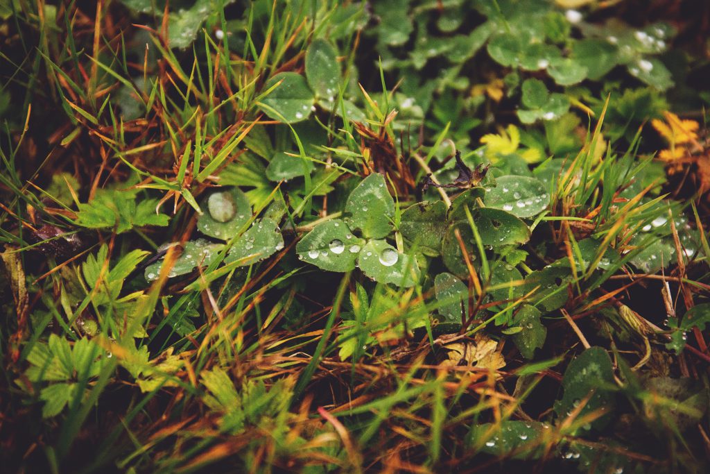 Clover in the grass - free stock photo