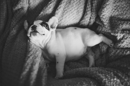French bulldog sleeping - free stock photo