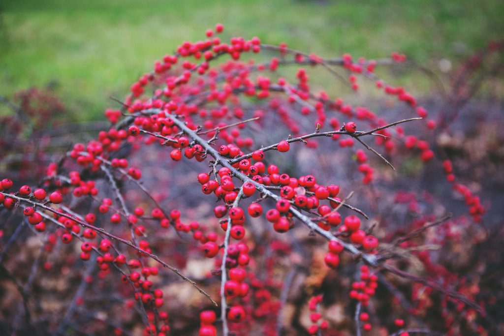 Red rowan - free stock photo