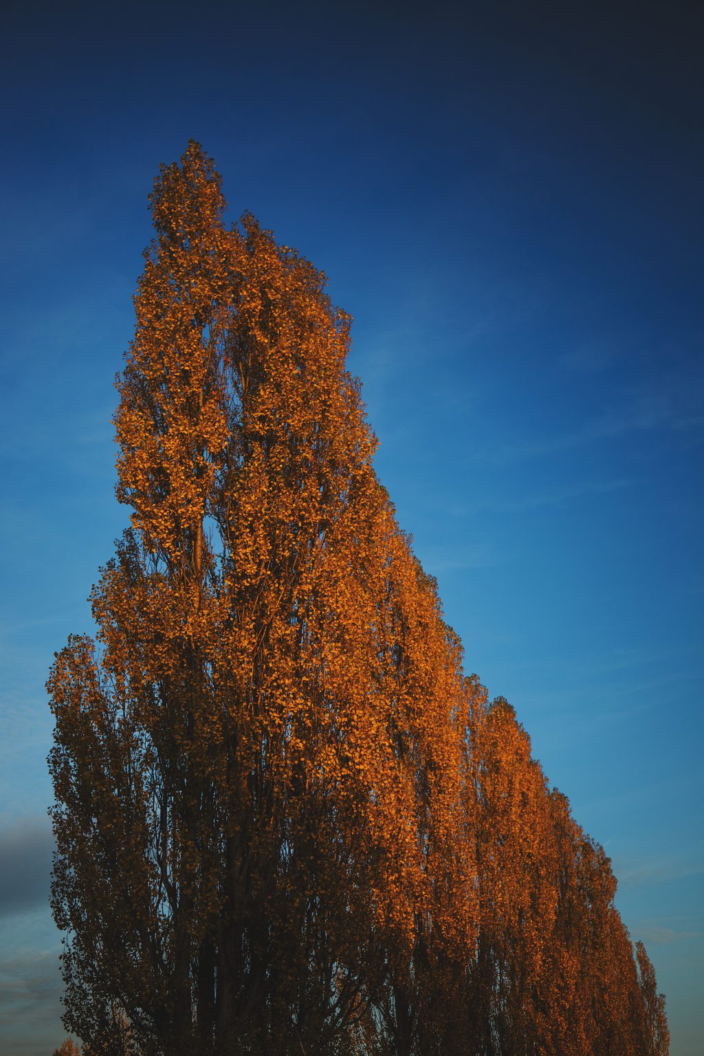 Yellow trees - free stock photo