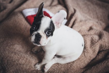 Is this Christmas yet? - free stock photo