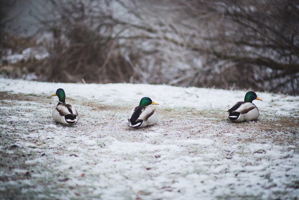 Three ducks - free stock photo