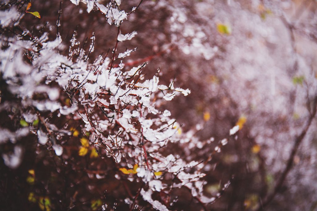 First snow - free stock photo