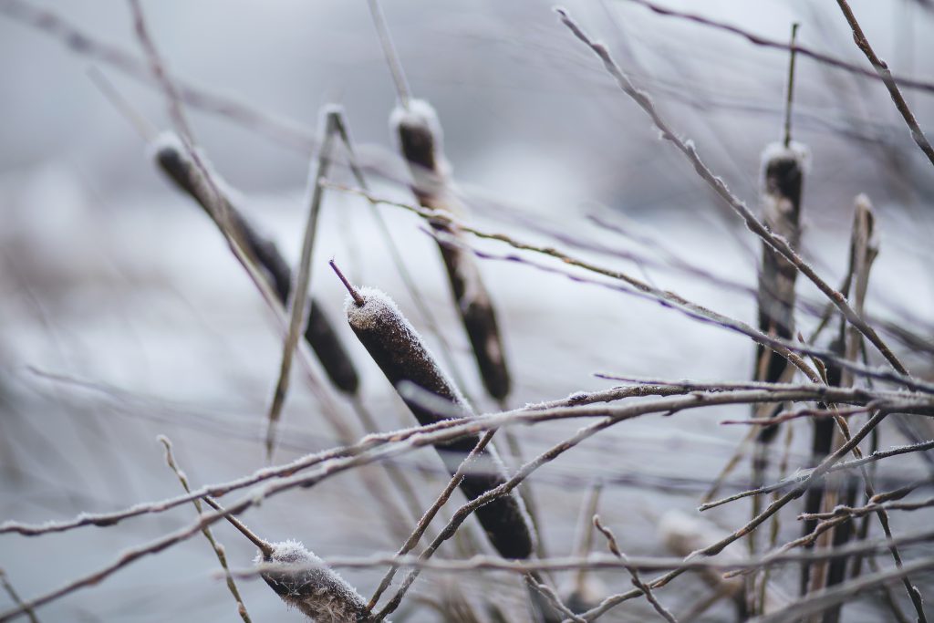 Frozen cattails - free stock photo