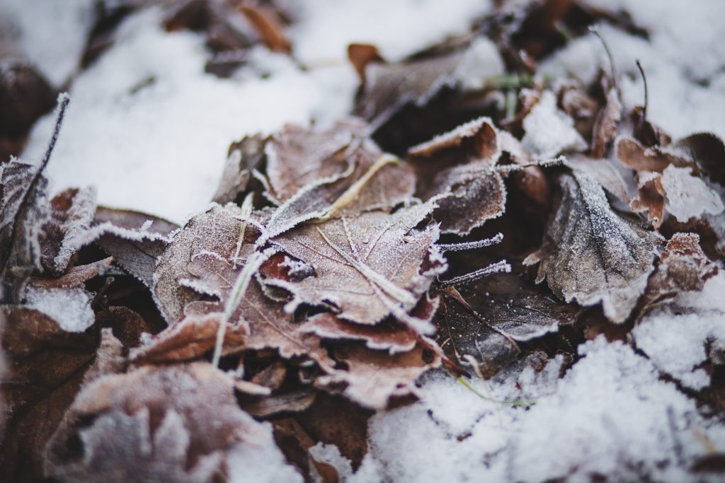 Frozen leaves - free stock photo