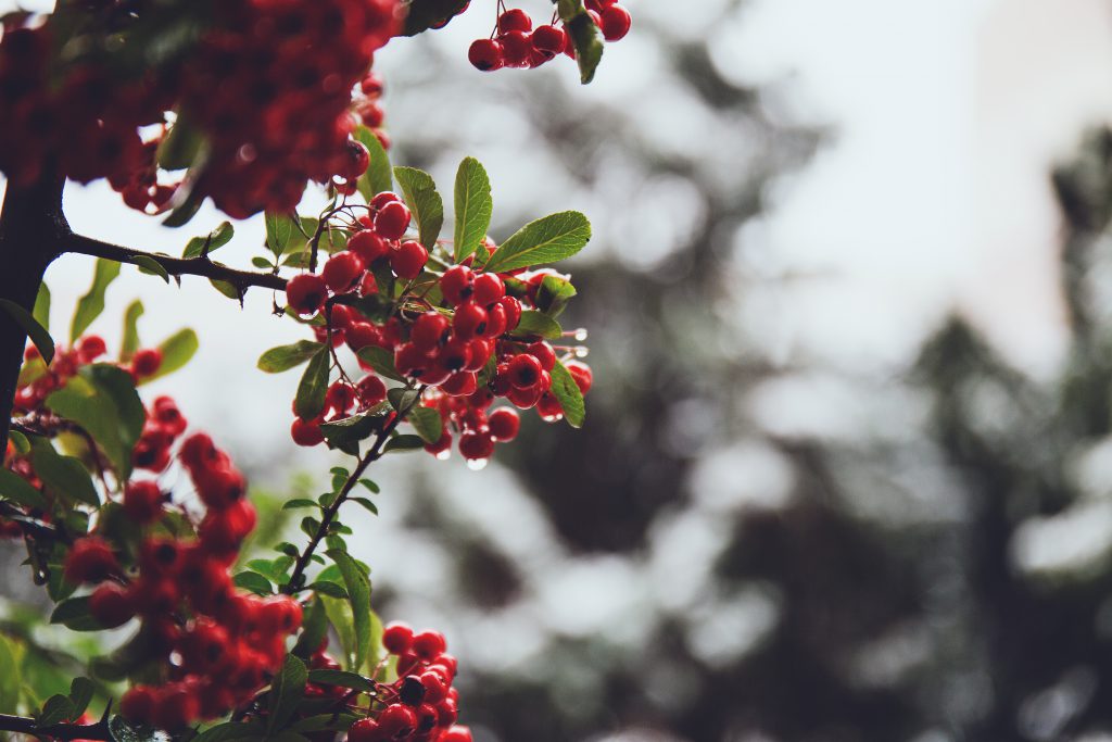 Rowan in December - freestocks.org - Free stock photo