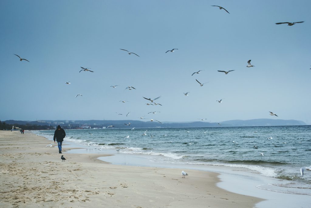 Baltic Sea - free stock photo