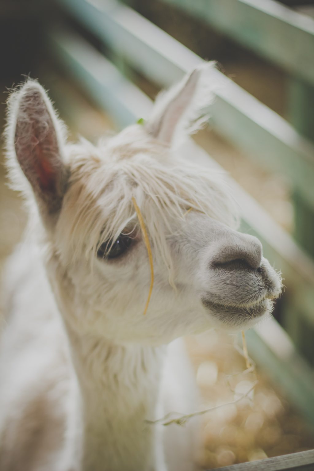 Alpaca - free stock photo