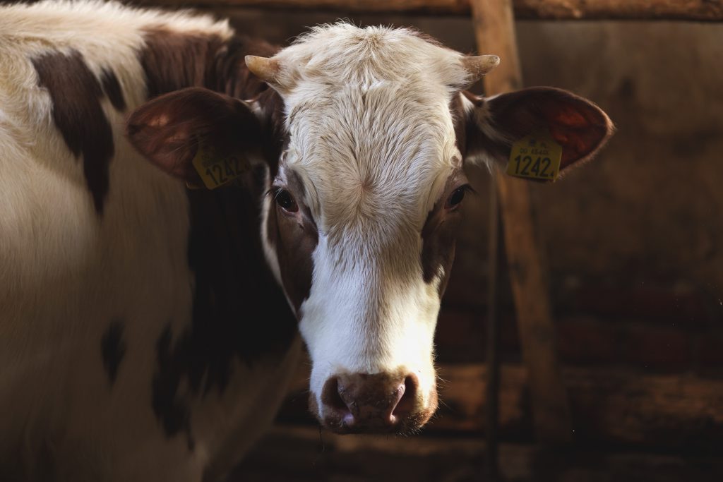 Brown & white cow - free stock photo