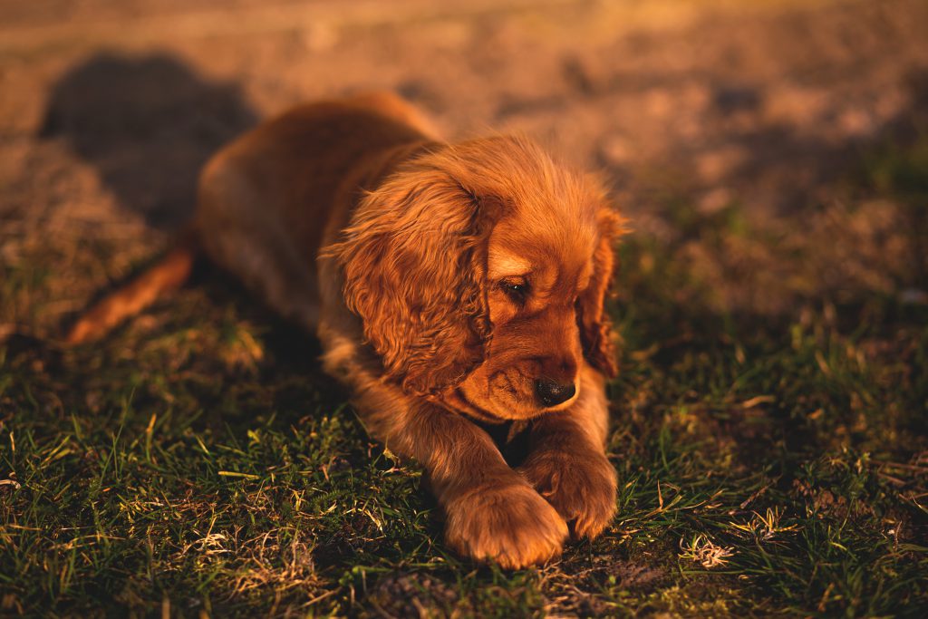 English Cocker Spaniel puppy - free stock photo