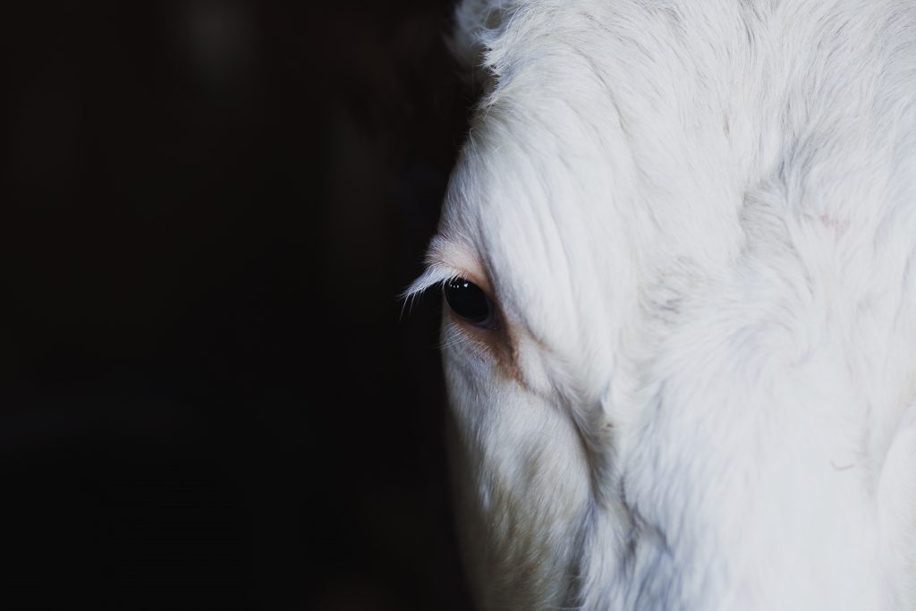 Cow’s eye - free stock photo