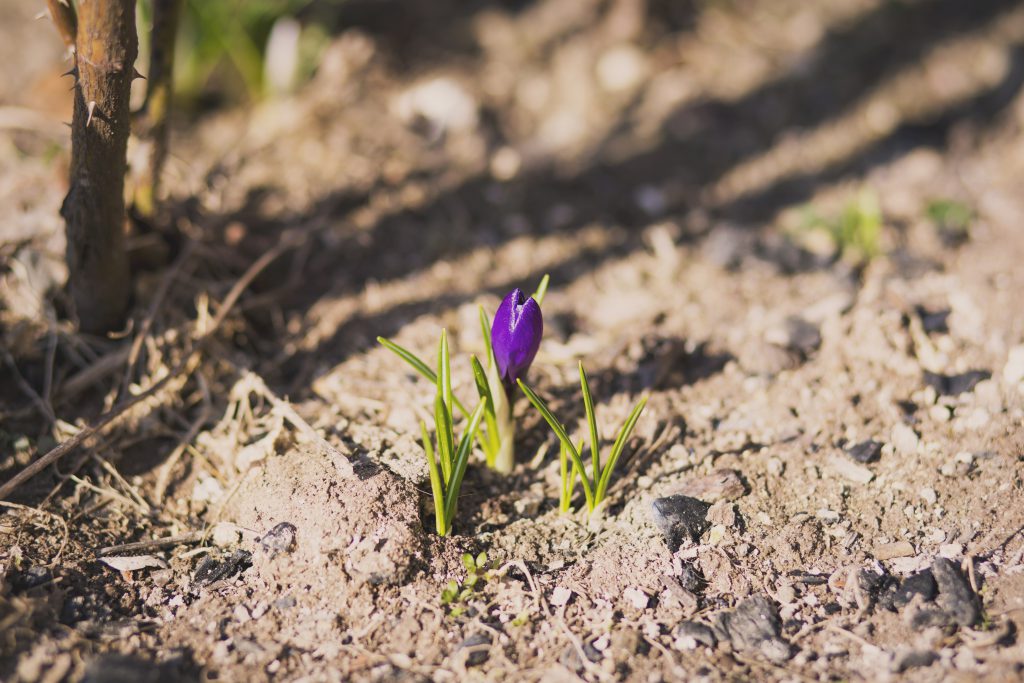 Crocus - free stock photo