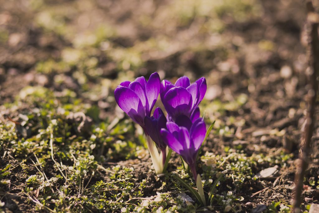 crocuses-1024x683.jpg