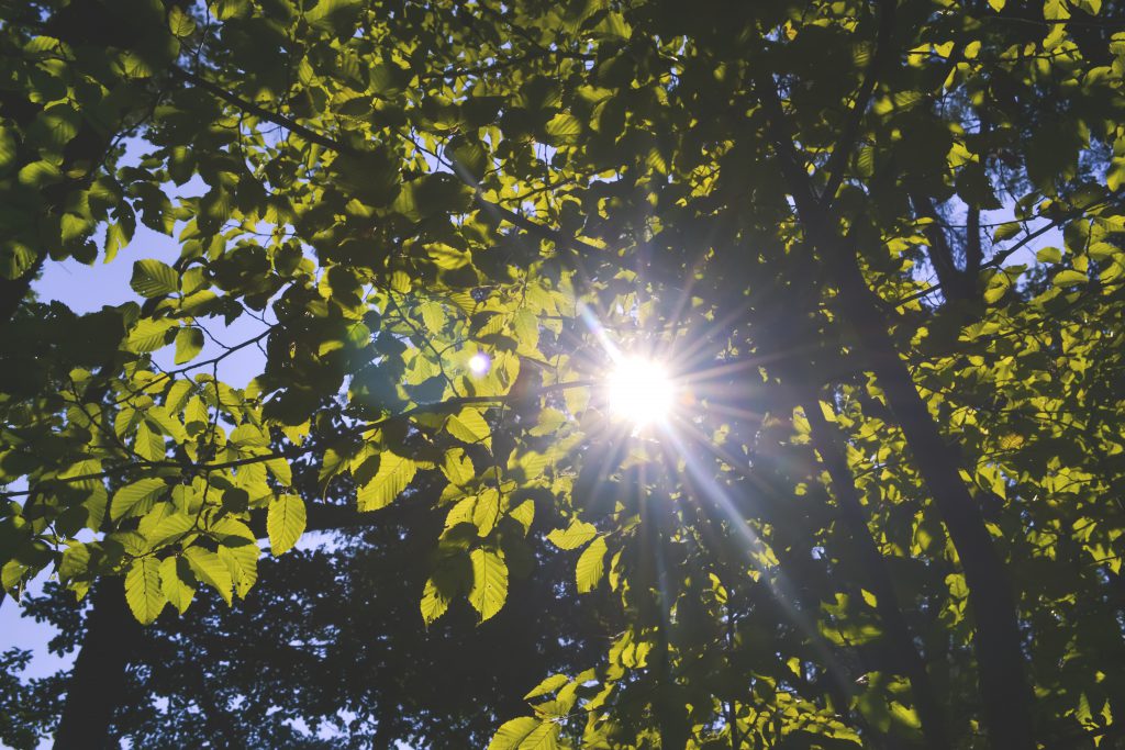 Sun shining through the leaves - free stock photo