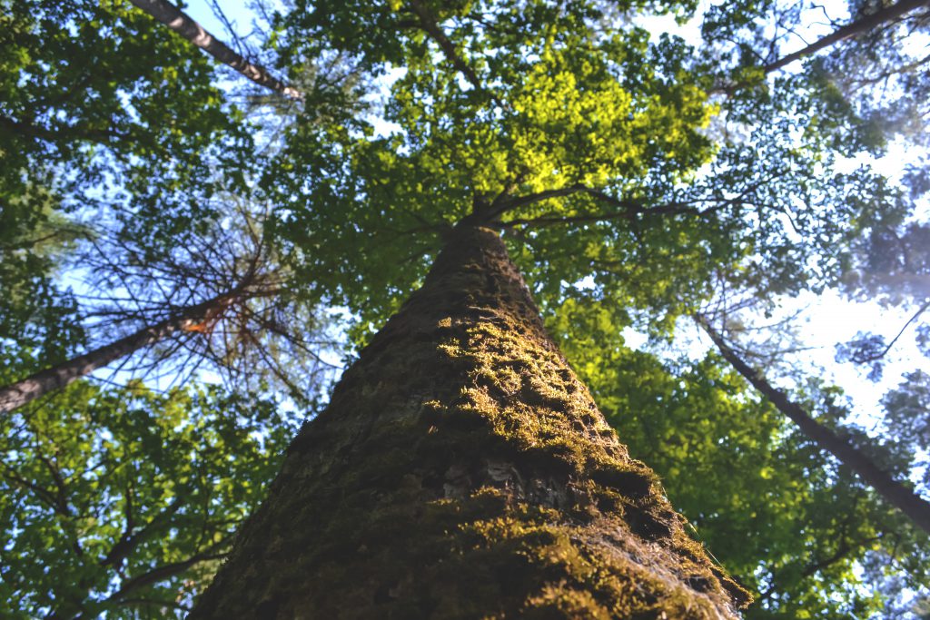 Tree trunk - free stock photo