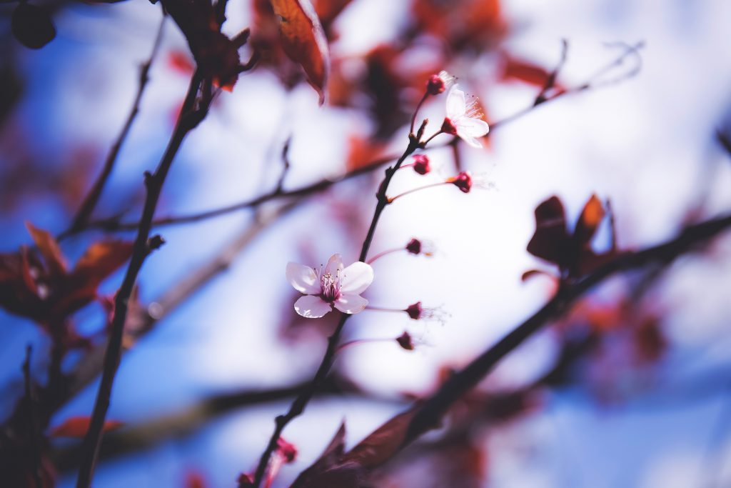 Blooming tree - free stock photo