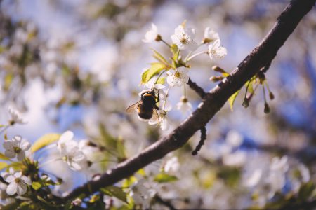 Bumblebee - free stock photo