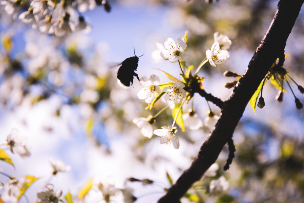 Bumblebee 2 - free stock photo