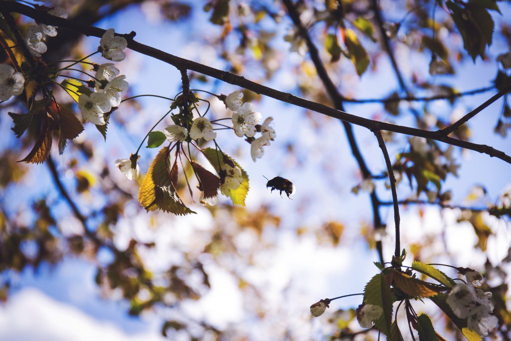 Bumblebee 3 - free stock photo