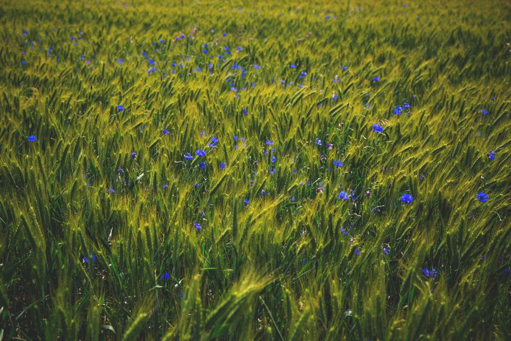 cornflowers_on_triticale_field-1024x683.jpg