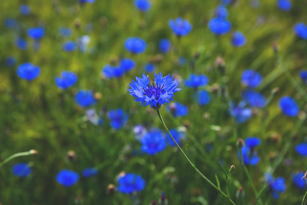 Field of cornflowers - free stock photo