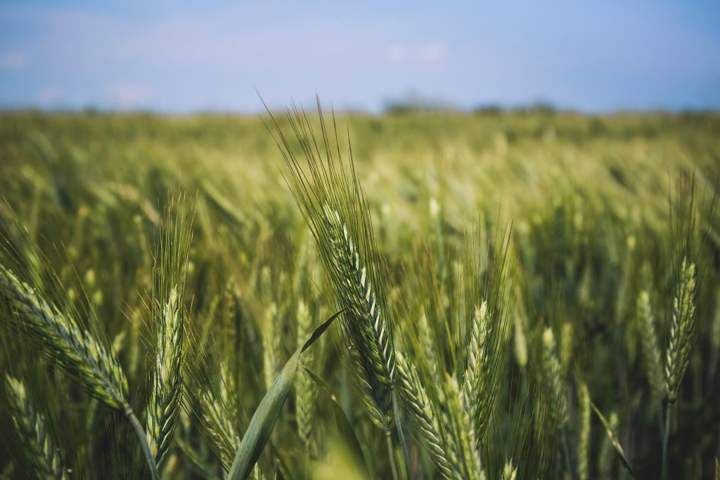 Field of barley 2 - free stock photo